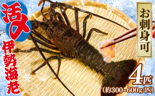 活〆 冷凍 伊勢海老 4匹（1匹 約300～600g） 計 約2kg お刺身可 生食 刺身 氷締め 産地直送 銚子港 水揚げ 国産 厳選 新鮮 絶品 鮮度 贅沢 味噌汁 天丼 エビマヨ 鬼瓦焼き グラタン 調理 料理 生簀 漁師 お取り寄せ 海鮮 旬 イセエビ エビ 海老 魚介 魚介類 魚貝 魚貝類 甲殻類 海の幸 水産 ふるさと納税 送料無料 千葉県 銚子市 治吉水産 【9月以降順次発送予定】