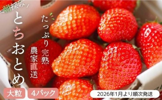 【2026年1月より発送】いちご専門農家直