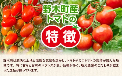 ※生産状況により、写真とは別の品種のミニトマトとなる場合がございます。