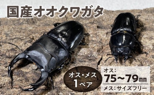[国産オオクワガタ]オス(75mm〜79mm)・メス(サイズフリー) 1ペア_[国産オオクワガタ] オス(75mm〜79mm)・メス(サイズフリー)1ペア 生体 2025年 6 〜 7月 孵化 新成虫 簡易容器 発泡スチロール 段ボール 保冷剤 保温剤 梱包 福岡県 久留米市 かぶとむし養殖工房ダイナステスPlus 送料無料_Pb005