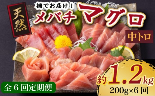 【 6回定期便 】 天然メバチマグロ 【 中トロ 】200ｇ（柵） メバチマグロ めばちまぐろ めばち メバチ まぐろ マグロ 鮪 サク 柵 中トロ 天然 天然まぐろ 天然マグロ 刺身 お刺身 食べ比べ 海鮮丼 丼 魚 さかな 新鮮 高知 室戸 冷凍 小分け 海鮮