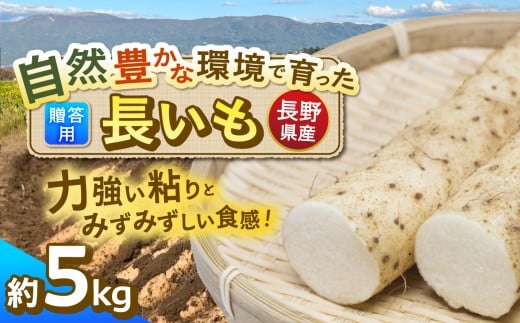 信州松本産 たつやのキモチ 長いも 贈答用 5kg ｜長芋 長いも ながいも 贈り物 贈答 ギフト 野菜 とろろ サラダ 新鮮 自然 素材 信州 長野県 松本 ふるさと納税 2212859 - 長野県松本市