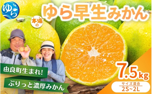 ゆら早生 みかん 7.5kg / 柑橘 和歌山県 由良町 極早生 早生 早生みかん 柑橘 甘い 完熟 密柑 人気 おすすめ くだもの 果物 フルーツ 農家直送 産地直送 混合 ※2025年10月中旬～10月下旬順次発送【nktn002】