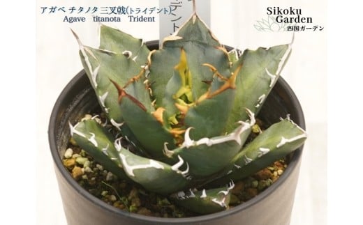アガベ・チタノタ 「三叉戟(トライデント)」 3.5号鉢 数量限定 四国ガーデン 人気 多肉植物 インテリア 観葉植物 グリーン リラックス |B445 2199271 - 愛媛県伊予市