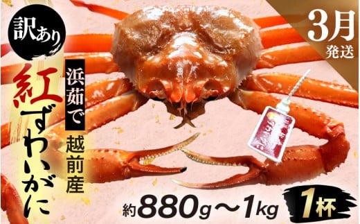 【訳あり】≪浜茹で≫越前産 紅ずわいがに × 1杯（生で約880g～1kg）【紅ズワイガニ カニ かに 蟹】【紅ずわいがに】【3月発送分】 [e80-x001_03] 2237028 - 福井県越前町