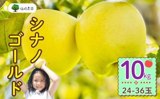 【先行予約】シナノゴールド【約10kg(24〜36玉)】(7-A25-3) 2113423 - 長野県飯山市