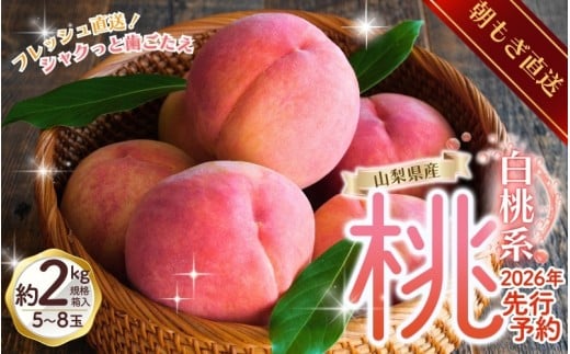 【来年2026年出荷分 先行予約】朝もぎ直送！ 「  桃 白桃 系 」 5～8玉 約2kg規格箱入り【高機能共選機使用】【先行予約】 選び抜かれた 桃 山梨県産 モモ 白鳳 フルーツ 果物 くだもの 人気 産地直送 厳選 贈答 贈り物 甘い 予約【tab0097】
