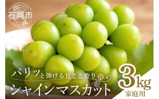 【ご家庭用　数量限定】シャインマスカット家庭用3kg 種なし ぶどう ブドウ 国産 果物  葡萄 種無し フルーツ 不揃い 家庭用 秋 旬 品種 茨城県産 産直 農家 直送 冷蔵 茨城県 石岡市 A02-021 2185689 - 茨城県石岡市
