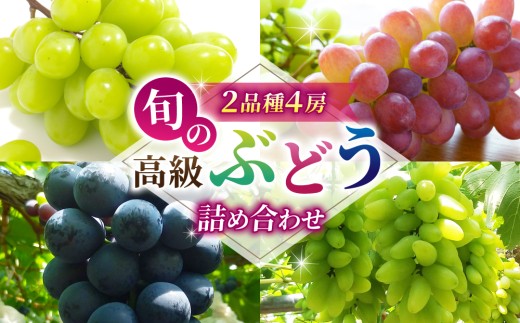 旬の高級ぶどう詰め合わせ ご贈答品 4房（月、火、金曜日発送限定。発送日、発送曜日指定不可） 1401778 - 長野県東御市