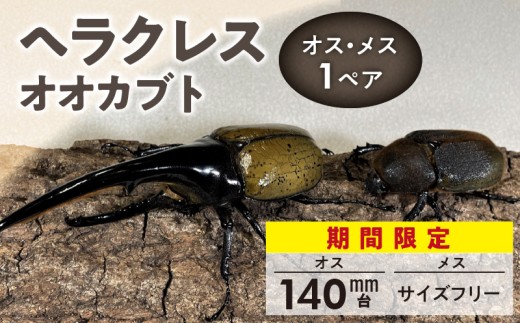 [ヘラクレスオオカブト]オス(140mm台)・メス(サイズフリー) 1ペア_期間限定 カブトムシ ヘラクレス 1ペア オス 140mm台 メス サイズフリー オオカブト 後食済み 昆虫 成虫 生体 ヘラクレスオオカブト 王様 かぶとむし養殖工房ダイナステスPlus 虫 累代飼育 幼虫管理飼育 養殖 お取り寄せ 福岡県 久留米市 送料無料_Pb001