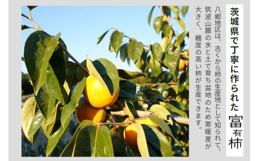 茨城県石岡市のふるさと納税 【 2025年 先行予約 】 富有柿 2L 28玉 (14玉×2段箱) 坂川果樹園 柿 甘い柿 かき 富有カキ 甘い 果物 フルーツ くだもの カキ 富有かき 秋 旬 甘柿 糖度 贈答用 贈答品 ギフト 贈り物 品種 ブランド 11月 12月 発送 産地直送 農家直送 産直 茨城県 石岡市 (A20-002)