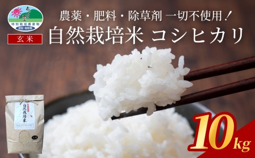 【2025新米先行予約】自然栽培米こしひかり（玄米）５kg×２袋｜鳥取 岩美 岩美町産 お米 こめ 玄米 無農薬 無肥料 新米 先行予約 早期予約【31010】