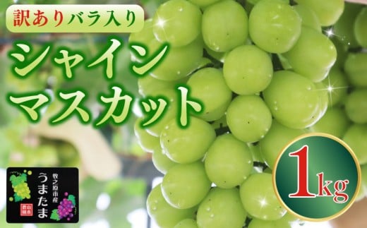 訳あり バラ入り シャインマスカット 1kg シャイン マスカット ぶどう ブドウ 葡萄 フルーツ 果物 くだもの 産地直送 農家直送 国産 オススメ おすすめ 美味しい おいしい おやつ デザート アレンジ 果実 自宅用 家庭用 贈答 贈り物 ギフト プレゼント 新鮮 種なし 甘い あまい ジューシー 皮ごと 食べられる 産直 直送 種無し 採れたて たねなし 贈答用 山本農園 静岡県 牧之原市