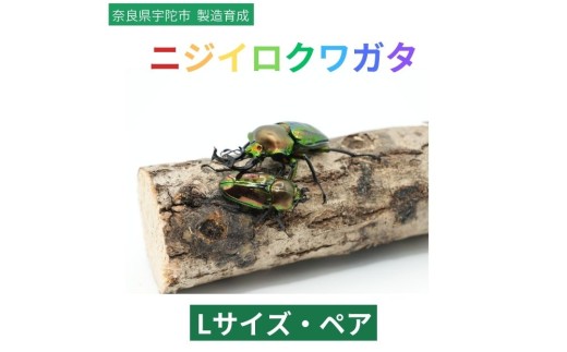 ニジイロクワガタ Lサイズ ペア / ふるさと納税 ニジイロクワガタ ペア メス オス 成虫 夏休み 国内生育 奈良県 宇陀市  アンカー行政書士事務所