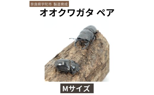オオクワガタ Mサイズ ペア  / ふるさと納税 オオクワガタ ペア メス オス 成虫 夏休み 国内生育 奈良県 宇陀市 アンカー行政書士事務所