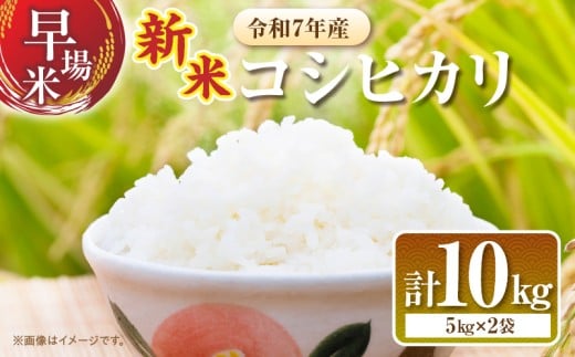 2週間以内に発送 早場米 新米 コシヒカリ 計10kg 期間限定 日南市産 お米 ご飯 ライス 国産 令和7年産 人気 食品 精米 白米 こしひかり 有洗米 おにぎり お弁当 炊き込みご飯 雑炊 ギフト 贈り物 贈答 産地直送 宮崎県 日南市 送料無料_FA11-25 372503 - 宮崎県日南市