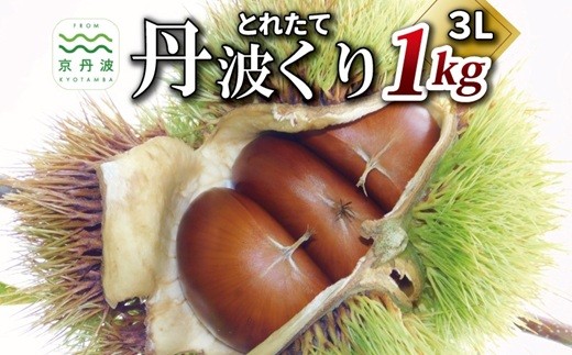 とれたて 丹波くり 3L 1kg（京都 京丹波町産）【 大粒 和栗 生栗 国産栗 地域限定 丹波栗 くり 栗 栗ご飯 】※北海道・沖縄・その他離島は配送不可  [013TNX002L] 473510 - 京都府京丹波町