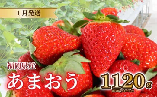 【2026年1月発送】 苺 あまおう 1120g (280g×4) いちご あまおう 福岡県産苺 いちご あまおう イチゴ 苺 あまおう 苺 数量限定 苺 いちご あまおう 福岡県産 苺 いちご あまおう【1月上旬より順次出荷】 