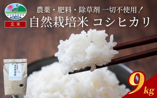【2025新米先行予約】自然栽培米こしひかり（玄米）３kg×３袋｜鳥取 岩美 岩美町産 お米 こめ 玄米 無農薬 無肥料 新米 先行予約 早期予約【31008】