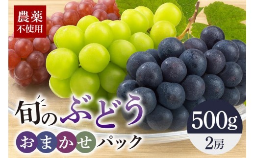 旬のぶどうお任せパック（種あり）　500g A14-016 2199873 - 茨城県石岡市