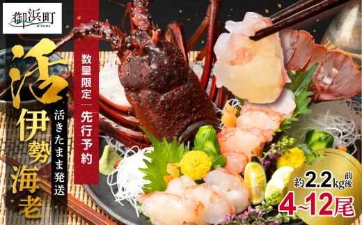 活きたまま発送 活き伊勢海老 配達日指定要