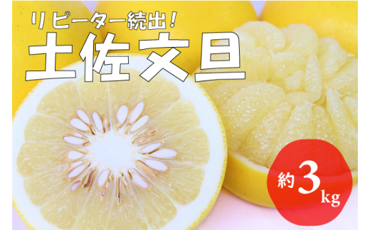 【先行予約受付中 2026年発送】森下さん家の土佐文旦(約3kg/4～7玉)　フルーツ 果物 新鮮 産直 柑橘 1048239 - 高知県越知町