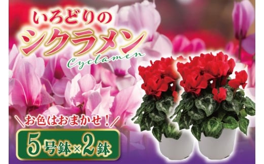 【数量限定】【11月より発送開始】いろどりシクラメン5号鉢-2鉢セット【花 鉢植え 鉢花  ギフト お祝い 贈答品 インテリア 庭 ガーデン】（KAQ-7）