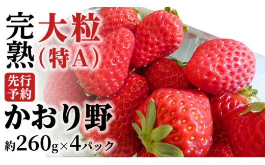 【 2026年1月上旬発送開始 】 完熟 かおり野 260g×4P 国産 いちご イチゴ 苺 果物 フルーツ 茨城県産 KEK [BC032sa]