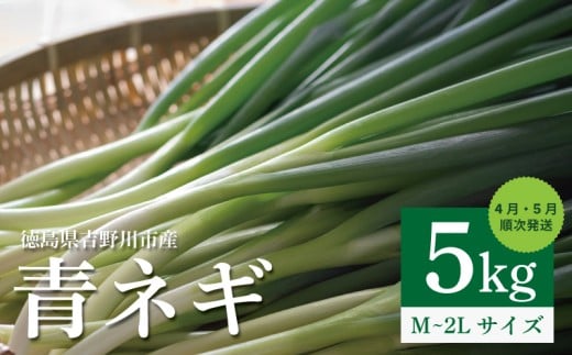 青ネギ 5kg 【 シャキとろ 青ネギ 】ねっこ農園 丸ごと 食べれる 苦みえぐみが少ない 4月～5月 発送 薬味 ネギ 野菜 葱 味噌汁 うどん 鍋 朝ご飯 徳島県 吉野川市 592196 - 徳島県吉野川市