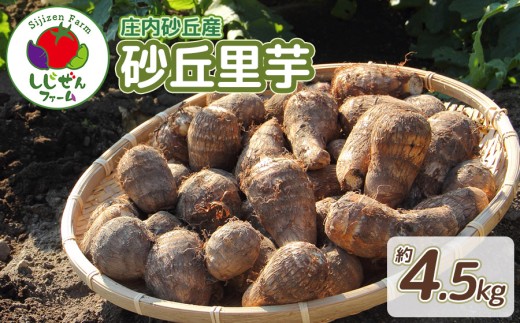 【令和7年産先行予約】　庄内砂丘産　砂丘里芋　約4.5Kg　しじぜんファーム