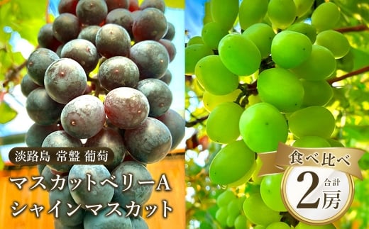 常盤　葡萄（マスカットベリーAとシャインマスカット） 【9月発送・到着日指定不可】