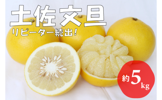 【先行予約受付中 2026年発送】森下さん家の土佐文旦(約5kg/8～12玉)　フルーツ 果物 新鮮 産直 柑橘 1048240 - 高知県越知町