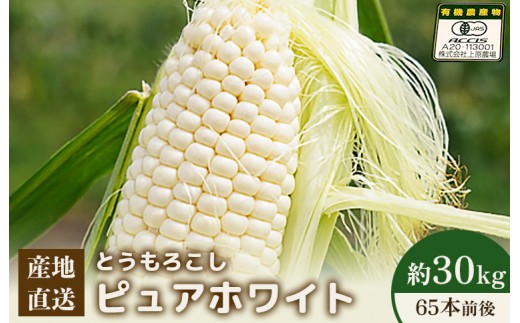 【先行予約】上原農場直送 とうもろこし (ピュアホワイト)  約30kg 約65本前後