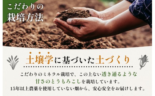 【先行予約】上原農場直送 有機栽培とうもろこし (サニーショコラ) 約30kg 約65本前後
