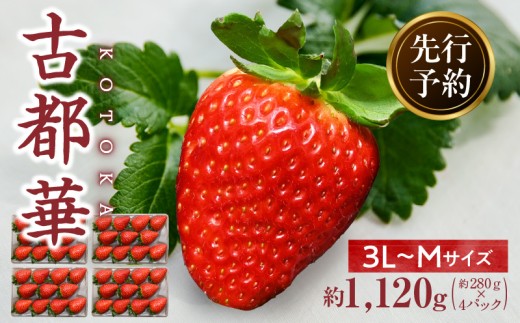 【2026年2月～3月発送】高級いちご「古都華」3L～Mサイズ4パック　先行予約 ことか 甘い 糖度 濃い 濃厚 果汁 香り 朝摘み いちご イチゴ 苺 フルーツ 果物 くだもの ご褒美 ごほうび 贈答 贈り物 ギフト プレゼント 冷蔵 奈良県 生駒市 送料無料 2067076 - 奈良県生駒市