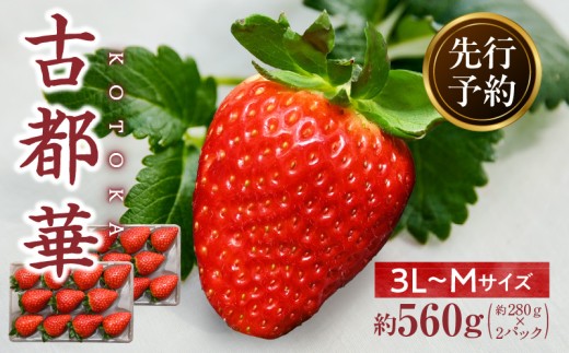 【2026年1月発送】高級いちご「古都華」3L～Mサイズ2パック　先行予約 ことか 甘い 糖度 濃い 濃厚 果汁 香り 朝摘み いちご イチゴ 苺 フルーツ 果物 くだもの ご褒美 ごほうび 贈答 贈り物 ギフト プレゼント 冷蔵 奈良県 生駒市 送料無料 2055365 - 奈良県生駒市