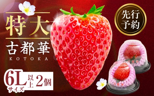 【2026年2月～3月発送】贈答用：高級いちご「古都華」特大6Lサイズ以上2個　先行予約 ことか 甘い 糖度 濃い 濃厚 果汁 濃赤 香り 朝摘み いちご イチゴ 苺 フルーツ 果物 くだもの ご褒美 ごほうび 贈り物 ギフト プレゼント 冷蔵 奈良県 生駒市 送料無料 2067074 - 奈良県生駒市