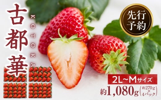 【2026年4月～5月発送】高級いちご「古都華」4パック（小さいサイズ）　 先行予約 ことか 甘い 糖度 濃い 濃厚 果汁 香り 朝摘み いちご イチゴ 苺 フルーツ 果物 くだもの ご褒美 ごほうび 贈答 贈り物 ギフト プレゼント 冷蔵 奈良県 生駒市 送料無料 2067072 - 奈良県生駒市