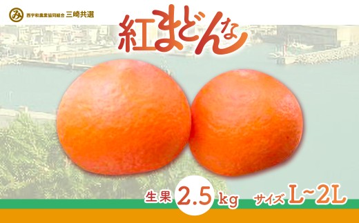 [先行予約][数量限定][贈答用]限定100ケース!紅まどんな(生果2.5kg/L〜2Lサイズ)※離島への配送不可(2025年12月上旬〜2026年1月下旬頃に順次発送予定) [ ふるさと納税 人気 おすすめ ランキング 柑橘 みかん ミカン 紅まどんな mikan 蜜柑 果物 フルーツ 贈答 贈答用 プレゼント ギフト 愛媛県産 愛媛県 伊方町 送料無料 ] IK