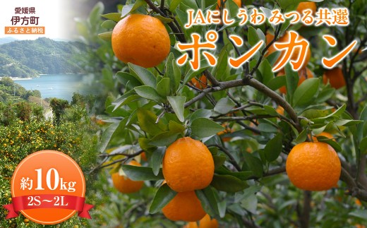 【先行予約】【数量限定】JAにしうわ みつる共選 ポンカン約10kg（2S～2L）※離島への配送不可（2026年1月中旬より順次発送予定） 【 ふるさと納税 人気 おすすめ ランキング ぽんかん ポンカン みかん ミカン 果物 果実 柑橘 フルーツ でこぽん デコポン 旬 生果 デザート くだもの 国産 甘い 西宇和 贈答 贈り物 ギフト 愛媛県産 愛媛県 伊方町 送料無料 】 IKTBC005