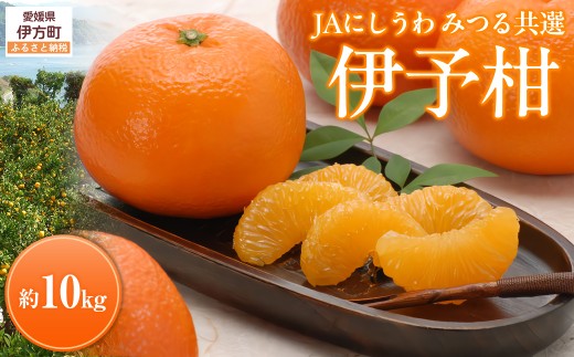 【先行予約】【数量限定】JAにしうわ みつる共選 伊予柑 約10kg ※離島への配送不可（2026年1月上旬より順次発送予定） 【 ふるさと納税 人気 おすすめ ランキング みかん ミカン 伊予柑 いよかん 果物 果実 柑橘 フルーツ 旬 生果 デザート くだもの 国産 甘い 西宇和 贈答 贈り物 プレゼント ギフト 愛媛県産 愛媛県 伊方町 送料無料 】 IKTBC007