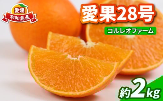 愛果28号 2kg コルレオファーム 愛媛みかん 先行予約 あいか 高級柑橘 愛媛ミカン 愛媛蜜柑 みかん フルーツ 柑橘 蜜柑 mikan 濃厚 プルプル 美味しい 果物 くだもの 美味しいみかん 濃厚みかん 産直 産地直送 数量限定 国産 愛媛 愛媛県 宇和島 B018-145021 2246324 - 愛媛県宇和島市