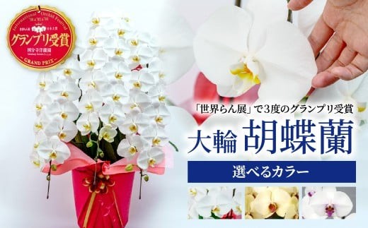 胡蝶蘭 [選べるカラー] 3本立て | 花 お花 大輪胡蝶蘭 こちょうらん コチョウラン 蘭 白 黄色 赤 洋蘭 花 贈答 開店祝い ギフト 贈り物 プレゼント 御祝 お祝い 開業祝い 慶事 新築祝い 引越し祝い 結婚祝い 出産祝い 内祝い 昇進祝い 誕生日 結婚記念日 記念日 母の日 父の日 敬老の日 お中元 お歳暮 仏事 慶弔 国分寺洋蘭園 埼玉県 北本市