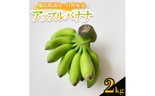 ＜2025年7月から順次発送＞慶良間諸島の自然味覚 アップルバナナ 2kg【1625154】 2253325 - 沖縄県座間味村