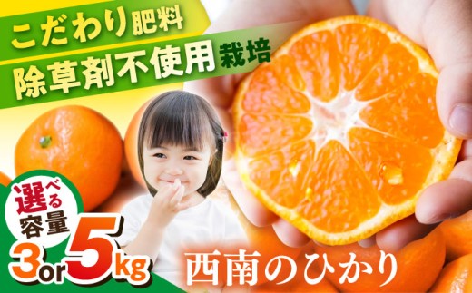[先行予約][選べる容量!] 西南のひかり 蜜柑 ミカン 果物 柑橘 フルーツ 横須賀[志村農園] [AKGH005]