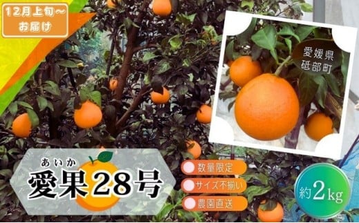 【先行予約 数量限定】訳あり愛果28号 サイズ不揃い 約2kg 約10玉前後 12月上旬頃から順次発送＜家庭用 農園 直送 みかん 柑橘 旬にお届け 先行 受付 砥部町 愛媛 2キロ 箱＞[№5310-0252] 1553956 - 愛媛県砥部町