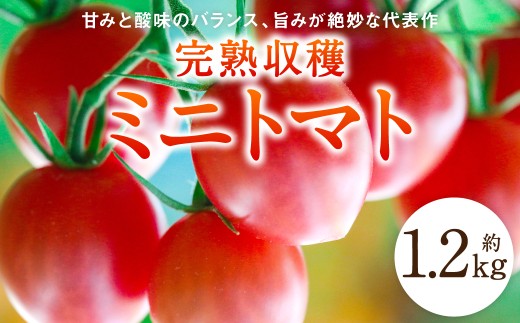 甘味と酸味のバランスが良く、その旨みとコクの強い品種です。