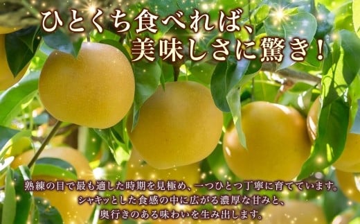 梨5kg 豊水 6～18玉