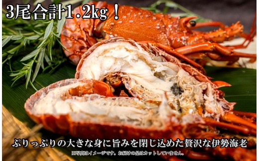 国産の大きな伊勢海老