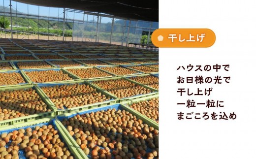 和歌山県白浜町のふるさと納税 訳ありつぶれ梅干し　かつお　700g　1パック 塩分 8％